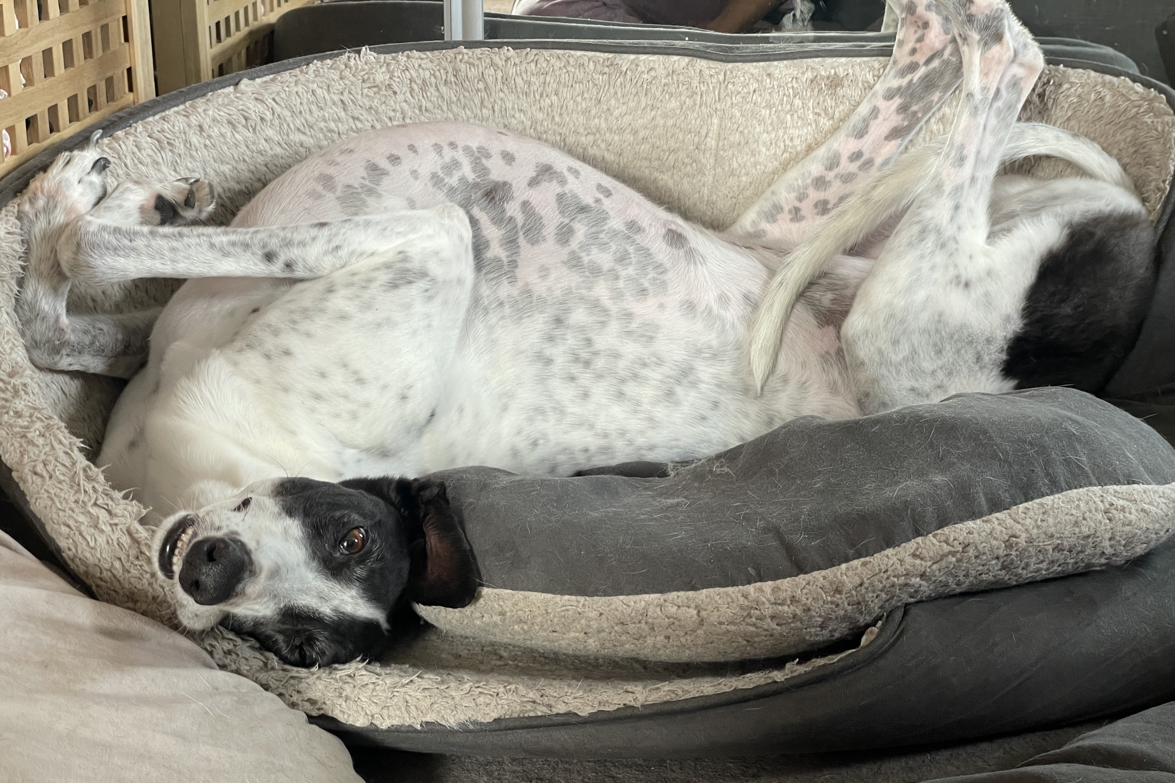 Hannie, a white greyhound with dark brown patches and spots, lays upside down in her dog bed while gazing vaguely towards the camera.