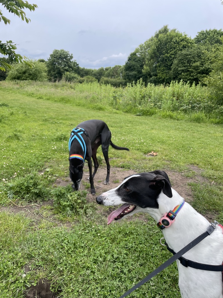 Hannie and Marlow, an all black greyhound, are outdoors standing in the glade of a wood. They are both wearing their harneses and while Marlow snoots something on the ground Hannie looks off to the side.